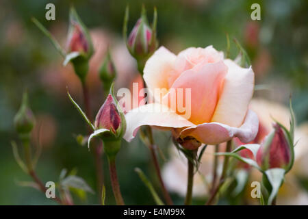 Rosa das Cheshire Regiment "Fryzebedee". Stockfoto