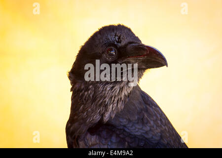 Stehende schwarze Krähe in einer Probe der Birds Of Prey, Mittelaltermarkt Stockfoto