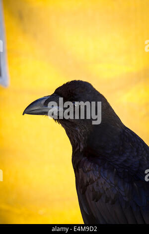 Suche schwarze Krähe in einer Probe der Birds Of Prey, Mittelaltermarkt Stockfoto
