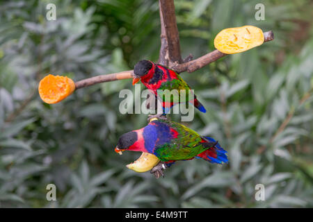 CHINA HONG KONG Edward Youde Voliere Park Vögel Stockfoto