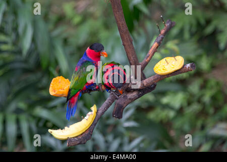 China Hong Kong City Edward Youde Voliere Park Vogel Stockfoto