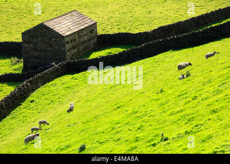 Stein-Scheune und Trockenmauern. Schafe weiden auf einem steilen Hügel in Swaledale, Yoprkshire Dales National Park Stockfoto