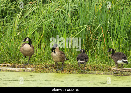 Kanada Gänse Familie putzen auf Log in See-Victoria, British Columbia, Kanada. Stockfoto