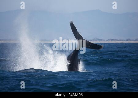 Ein Buckelwal Breschen in Monterey Bay aus Moss Landing Harbor, in der Nähe von Monterey, Kalifornien Stockfoto