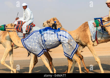 Kamele mit Roboter jockeys auf Dubai-Straße auf dem Weg zum Renntraining. Stockfoto