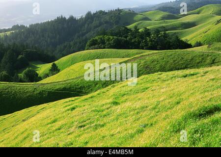 Frühling-Sonnenuntergang auf den Hügeln von West Marin County, Kalifornien Stockfoto