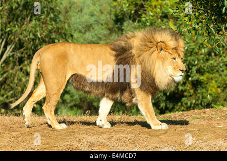 Männliche Löwen Werribee öffnen Zoo Werribee, Victoria, Australien Stockfoto