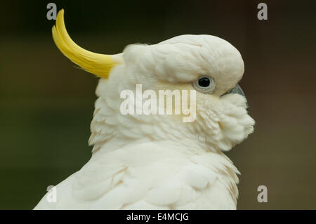 Gelb-crested Cockatoo an der Sherbrooke Forest, Victoria, Australien Cacatua galerita Stockfoto