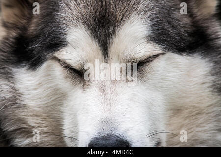 Nahaufnahme des Gesichts des Hundes (Alaskan Malamute) Stockfoto