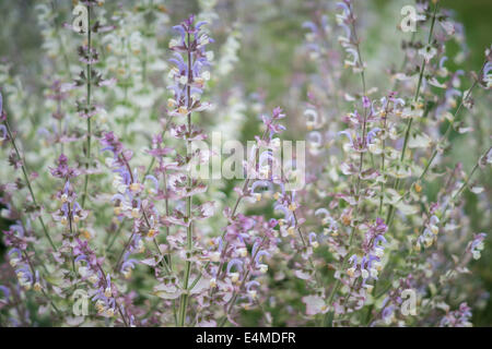 Salvia Sclarea Muskatellersalbei in voller Blüte Stockfoto