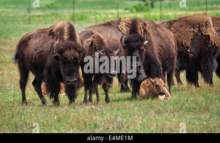 Amerikanische Bisons und Kalb auf der grünen Weide Stockfoto