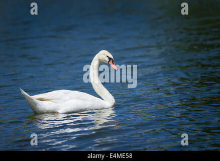 Höckerschwan (Cygnus Olor) Schwimmen im blauen Seewasser Stockfoto