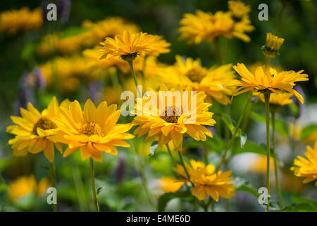 Heliopsis Helianthoides glatt Oxeye falsche Sonnenblume gelbe Blüten Nahaufnahme Stockfoto