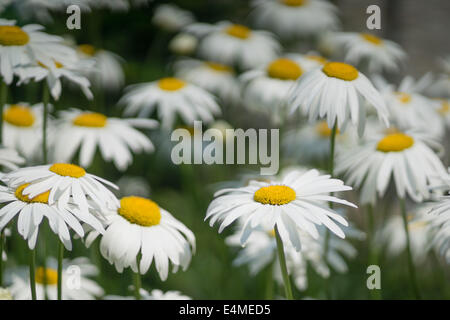 Shasta Daisy Blumen Leucanthemum Superbum weiß Stockfoto