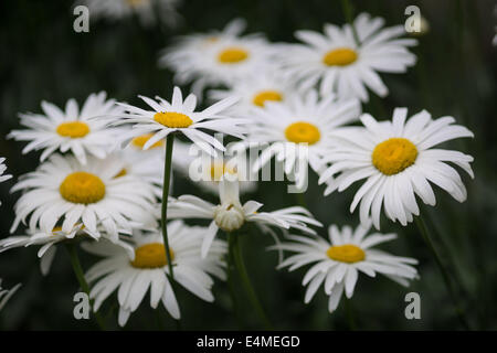 Shasta Daisy Blumen Leucanthemum Superbum weiß Stockfoto