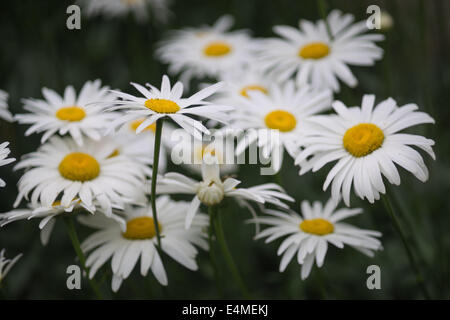 Shasta Daisy Blumen Leucanthemum Superbum weiß Stockfoto