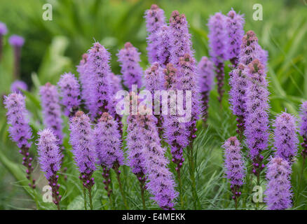 Blazing Star lila Blüten Liatris spicata Stockfoto