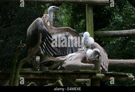 Gruppe von drei alten Welt Gänsegeier (abgeschottet Fulvus) Stockfoto