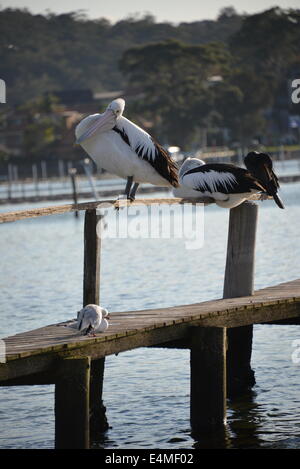 Pelikan Porträt auf Zaun Pier post Merimbula NSW Australia mit dem Meer im Hintergrund Stockfoto