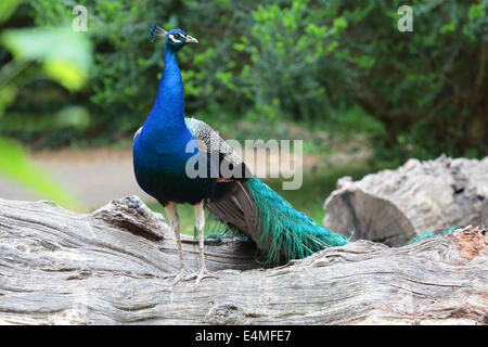 Indischen Pfauen (Pavo Cristatus) stehend auf einem Ast Stockfoto