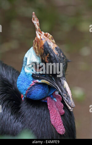 Porträt von einem südlichen Kasuar, Casuarius Casuarius, auch bekannt als Doppel-Flecht-Kasuar, einem flugunfähigen Vogel heimisch in der t Stockfoto