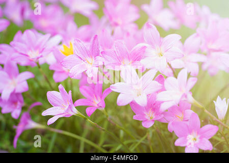 Rosa Regen Lilly Blüte Blume Stockfoto