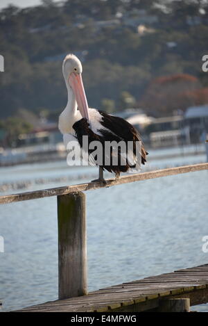 Pelikan Porträt auf Zaun Pier post Merimbula NSW Australia mit dem Meer im Hintergrund Stockfoto