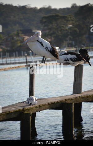 Pelikan Porträt auf Zaun Pier post Merimbula NSW Australia mit dem Meer im Hintergrund Stockfoto