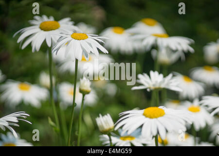 Shasta Daisy Blumen Leucanthemum Superbum weiß Stockfoto