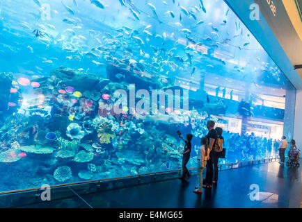 Anzeige von Glas im Dubai Aquarium befindet sich in der Dubai Mall Stockfoto