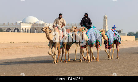 Kamele mit Roboter jockeys auf Dubai-Straße auf dem Weg zum Renntraining. Stockfoto