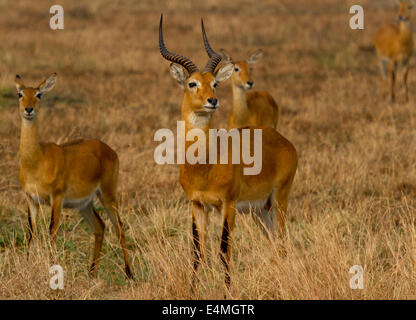 Ugandische Kobs bei Sonnenuntergang in Uganda Murchison Nationalpark. (Kobus Kob Thomasi) Stockfoto