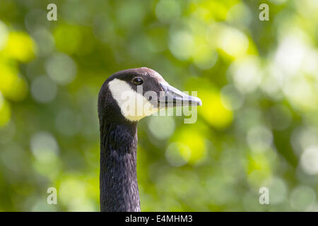 Close-up Portrait einer Kanada-Gans Stockfoto