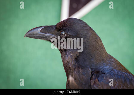 schwarze Krähe in einer Probe der Birds Of Prey, Mittelaltermarkt Stockfoto