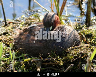 Reifen Sie Zwergtaucher (Tachybaptus Ruficollis) brüten auf dem Nest (10 Bilder in Serie) Stockfoto