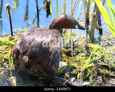 Reifen Sie Zwergtaucher (Tachybaptus Ruficollis) brüten auf dem Nest (10 Bilder in Serie) Stockfoto