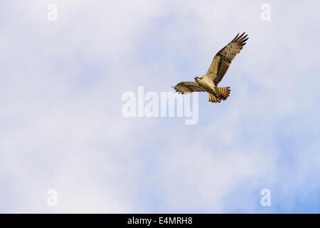 Fischadler, Pandion Haliaetus, fliegen über Stroan Loch, Galloway Forest, Dumfries & Galloway, Schottland Stockfoto