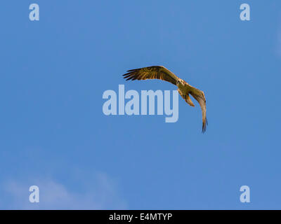 Fischadler, Pandion Haliaetus, fliegen über Stroan Loch, Galloway Forest, Dumfries & Galloway, Schottland Stockfoto