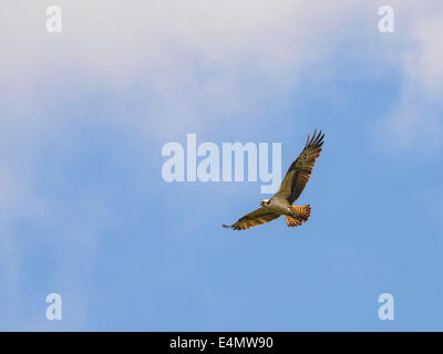 Fischadler, Pandion Haliaetus, fliegen über Stroan Loch, Galloway Forest, Dumfries & Galloway, Schottland Stockfoto