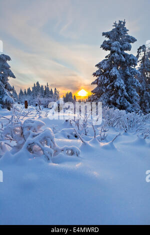 Winterwald im Harz-Gebirge, Deutschland Stockfoto