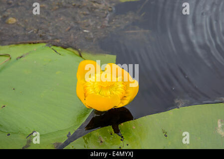 Gelbe Seerosen, Teichrosen Lutea, Wildblumen, native-Seerose auf Stroan Loch, Galloway Forest, Dumfries & Galloway, Schottland Stockfoto