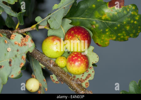 gemeinsamen Eiche Gallwasp, Eichenblatt Kirsche-Gall Cynipid, Kirsche Gall, Eichengallen, Eichengalle, Eichengallwespe, Cynips Quercusfolii Stockfoto