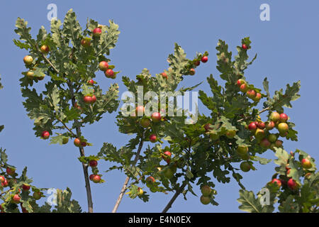gemeinsamen Eiche Gallwasp, Eichenblatt Kirsche-Gall Cynipid, Kirsche Gall, Eichengallen, Eichengalle, Eichengallwespe, Cynips Quercusfolii Stockfoto