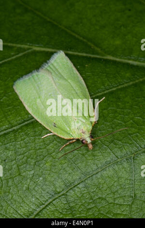 Erbse-grünen Eiche Curl, grüne Eiche Tortrix, Eiche Leafroller, grüne Eiche Walze, Eiche Tortrix, Grüner Eichenwickler Tortrix viridana Stockfoto