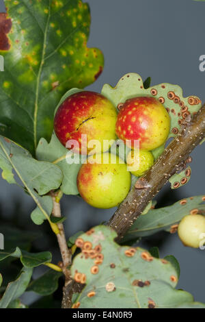 gemeinsamen Eiche Gallwasp, Eichenblatt Kirsche-Gall Cynipid, Kirsche Gall, Eichengallen, Eichengalle, Eichengallwespe, Cynips Quercusfolii Stockfoto