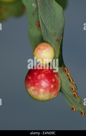 gemeinsamen Eiche Gallwasp, Eichenblatt Kirsche-Gall Cynipid, Kirsche Gall, Eichengallen, Eichengalle, Eichengallwespe, Cynips Quercusfolii Stockfoto