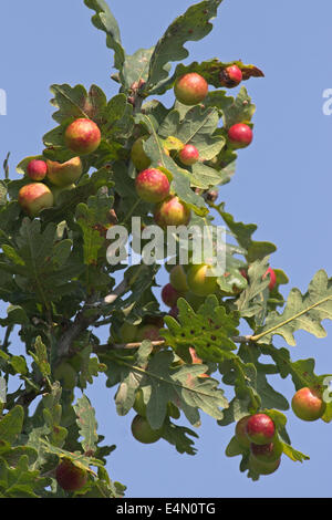 gemeinsamen Eiche Gallwasp, Eichenblatt Kirsche-Gall Cynipid, Kirsche Gall, Eichengallen, Eichengalle, Eichengallwespe, Cynips Quercusfolii Stockfoto