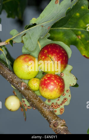 gemeinsamen Eiche Gallwasp, Eichenblatt Kirsche-Gall Cynipid, Kirsche Gall, Eichengallen, Eichengalle, Eichengallwespe, Cynips Quercusfolii Stockfoto