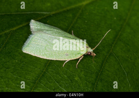 Erbse-grünen Eiche Curl, grüne Eiche Tortrix, Eiche Leafroller, grüne Eiche Walze, Eiche Tortrix, Grüner Eichenwickler Tortrix viridana Stockfoto