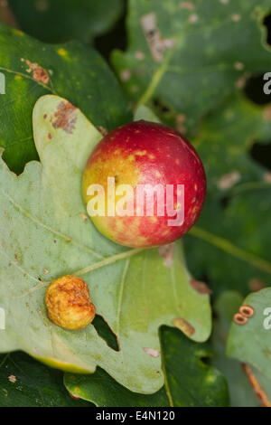 gemeinsamen Eiche Gallwasp, Eichenblatt Kirsche-Gall Cynipid, Kirsche Gall, Eichengallen, Eichengalle, Eichengallwespe, Cynips Quercusfolii Stockfoto